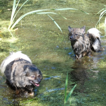 Ausflug mit den Mittelspitzen von der Rosteige an den Weiher 2011 - 06