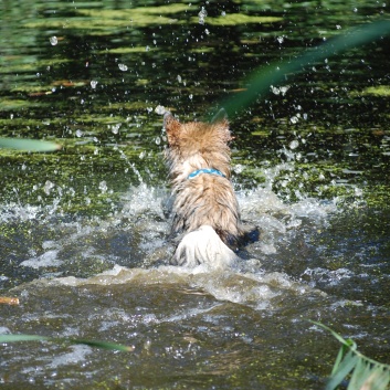 Ausflug mit den Mittelspitzen von der Rosteige an den Weiher 2011 - 09