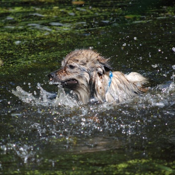 Ausflug mit den Mittelspitzen von der Rosteige an den Weiher 2011 - 10