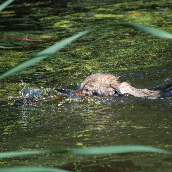 Ausflug mit den Mittelspitzen von der Rosteige an den Weiher 2011 - 12