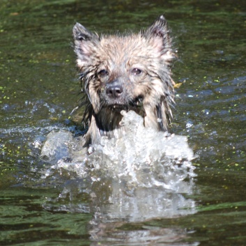 Ausflug mit den Mittelspitzen von der Rosteige an den Weiher 2011 - 18