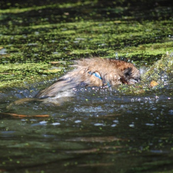 Ausflug mit den Mittelspitzen von der Rosteige an den Weiher 2011 - 27