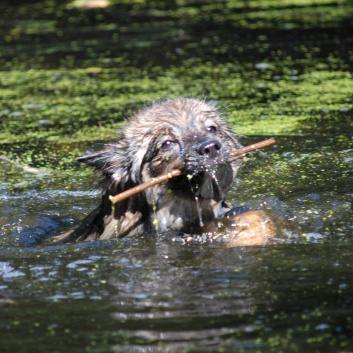 Ausflug mit den Mittelspitzen von der Rosteige an den Weiher 2011 - 28