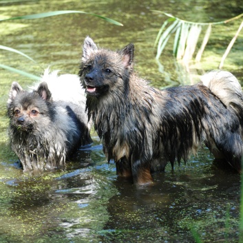 Ausflug mit den Mittelspitzen von der Rosteige an den Weiher 2011 - 32