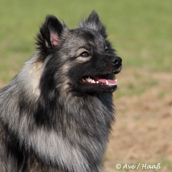 Fletcher von der Rosteige Portrait