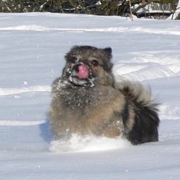 Mittelspitz Arabella von der Rosteige im Schnee Winter 2007