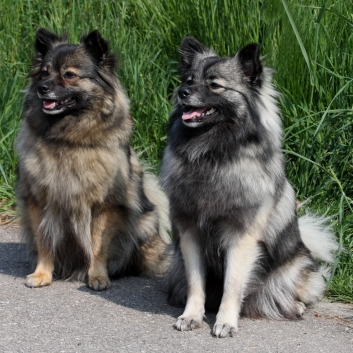 Mittelspitz Arabella von der Rosteige mit Ella nun Erwachsen