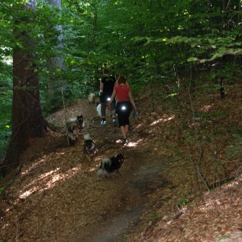 Mittelspitz Aragon von der Rosteige in der Huettlenwaldschlucht 04