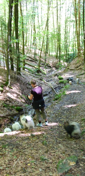 Mittelspitz Aragon von der Rosteige in der Huettlenwaldschlucht 24