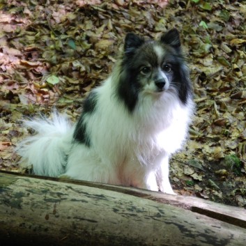 Mittelspitz Aragon von der Rosteige in der Huettlenwaldschlucht 26