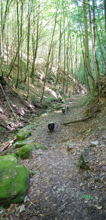 Mittelspitz Aragon von der Rosteige in der Huettlenwaldschlucht 35