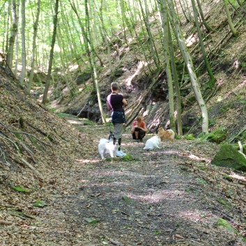 Mittelspitz Aragon von der Rosteige in der Huettlenwaldschlucht 36