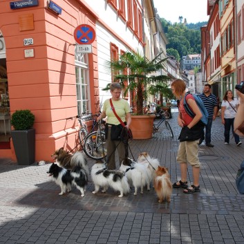 Mittelspitz Aragon von der Rosteige zu Besuch in Heidelberg 01