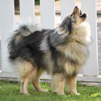 Mittelspitz Balou von der Rosteige als Wolf