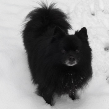 Mittelspitz Elvis Panda von Ayers Rock im Schnee