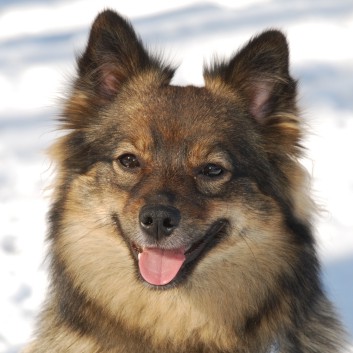 Mittelspitz Kikki von der Rosteige - Portraitbild