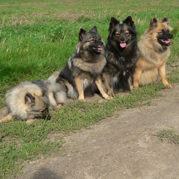 Mittelspitz Kira mit ihren Tchtern Babsy - Bonita und Arabella von der Rosteige