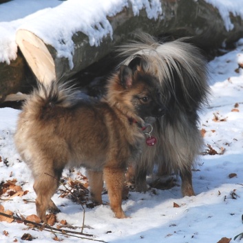 Mittelspitz Lilly Laskaja von der Rosteige zu Besuch zu Hause 2012-02-08