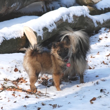 Mittelspitz Lilly Laskaja von der Rosteige zu Besuch zu Hause 2012-02-09