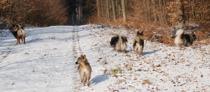 Mittelspitz Lilly Laskaja von der Rosteige zu Besuch zu Hause 2012-02-17