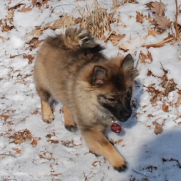 Mittelspitz Lilly Laskaja von der Rosteige zu Besuch zu Hause 2012-02-20