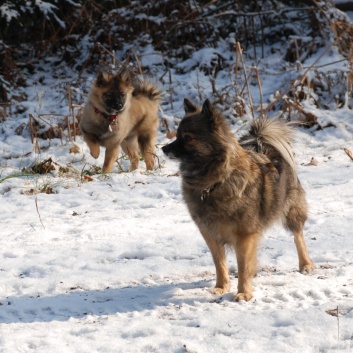 Mittelspitz Lilly Laskaja von der Rosteige zu Besuch zu Hause 2012-02-27