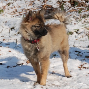 Mittelspitz Lilly Laskaja von der Rosteige zu Besuch zu Hause 2012-02-31