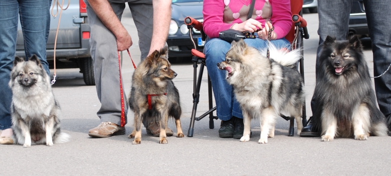 Mittelspitze Ilou - Graziella - Haylee und Fletcher von der Rosteige in Luxemburg