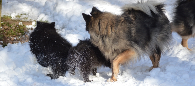 Mittelspitze Samuraj und Rachel von der Rosteige im Schnee - 06