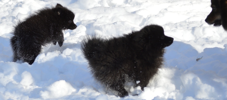 Mittelspitze Samuraj und Rachel von der Rosteige im Schnee - 07