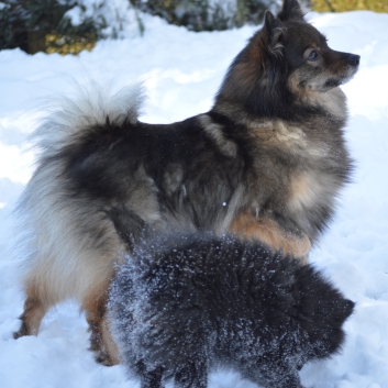 Mittelspitze Samuraj und Rachel von der Rosteige im Schnee - 13