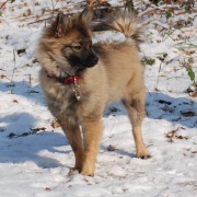 Mittelspitze von der Rosssteige - Lilly zu Besuch