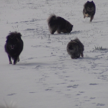 Mittelspitzwelpe Uljana mit 11 Wochen im Schnee 01