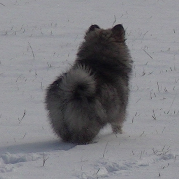 Mittelspitzwelpe Uljana mit 11 Wochen im Schnee 02