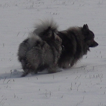 Mittelspitzwelpe Uljana mit 11 Wochen im Schnee 03