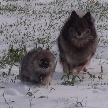 Mittelspitzwelpe Uljana mit 11 Wochen im Schnee 05