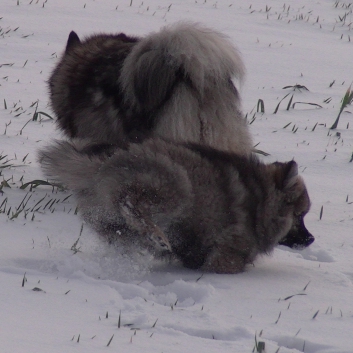 Mittelspitzwelpe Uljana mit 11 Wochen im Schnee 07