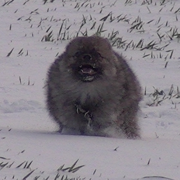 Mittelspitzwelpe Uljana mit 11 Wochen im Schnee 08