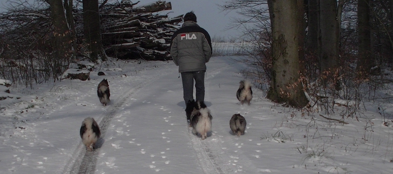 Mittelspitzwelpe Uljana mit 11 Wochen im Schnee 09