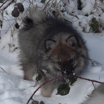 Mittelspitzwelpe Uljana mit 11 Wochen im Schnee 12