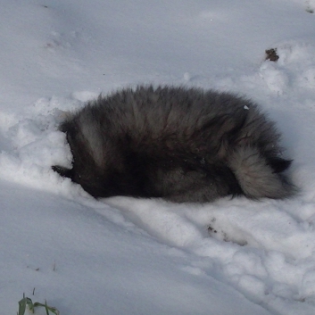 Mittelspitzwelpe Uljana mit 11 Wochen im Schnee 13