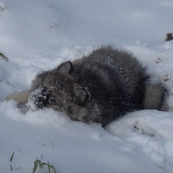 Mittelspitzwelpe Uljana mit 11 Wochen im Schnee 15