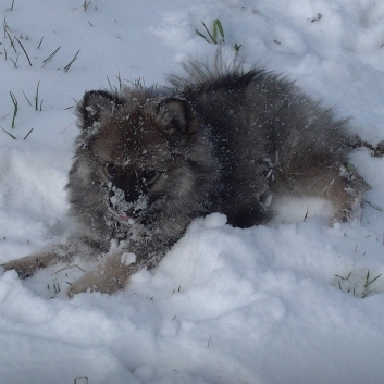 Mittelspitzwelpe Uljana mit 11 Wochen im Schnee 16