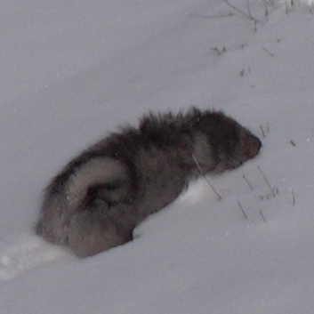 Mittelspitzwelpe Uljana mit 11 Wochen im Schnee 18