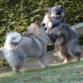 Welpenspielstunde Mittelspitze Kikki und Kobold von der Rosteige mit Spitzfamilie - 30