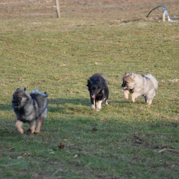 Welpenspielstunde Mittelspitze Kikki und Kobold von der Rosteige mit Spitzfamilie - 41