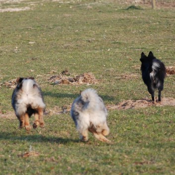 Welpenspielstunde Mittelspitze Kikki und Kobold von der Rosteige mit Spitzfamilie - 43