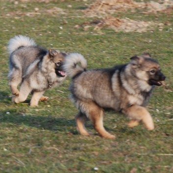 Welpenspielstunde Mittelspitze Kikki und Kobold von der Rosteige mit Spitzfamilie - 50