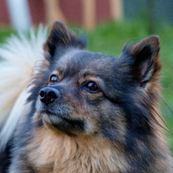 Mittelspitz Amunett von der Rosteige - Portraitbild